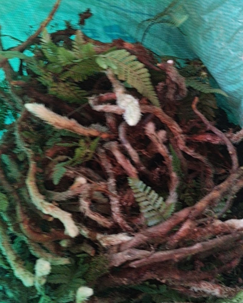白毛蛇