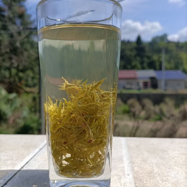 初采春茶