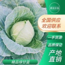 「荐」甘蓝、绿甘蓝、圆包菜，大量上市，各种规格，量大从优