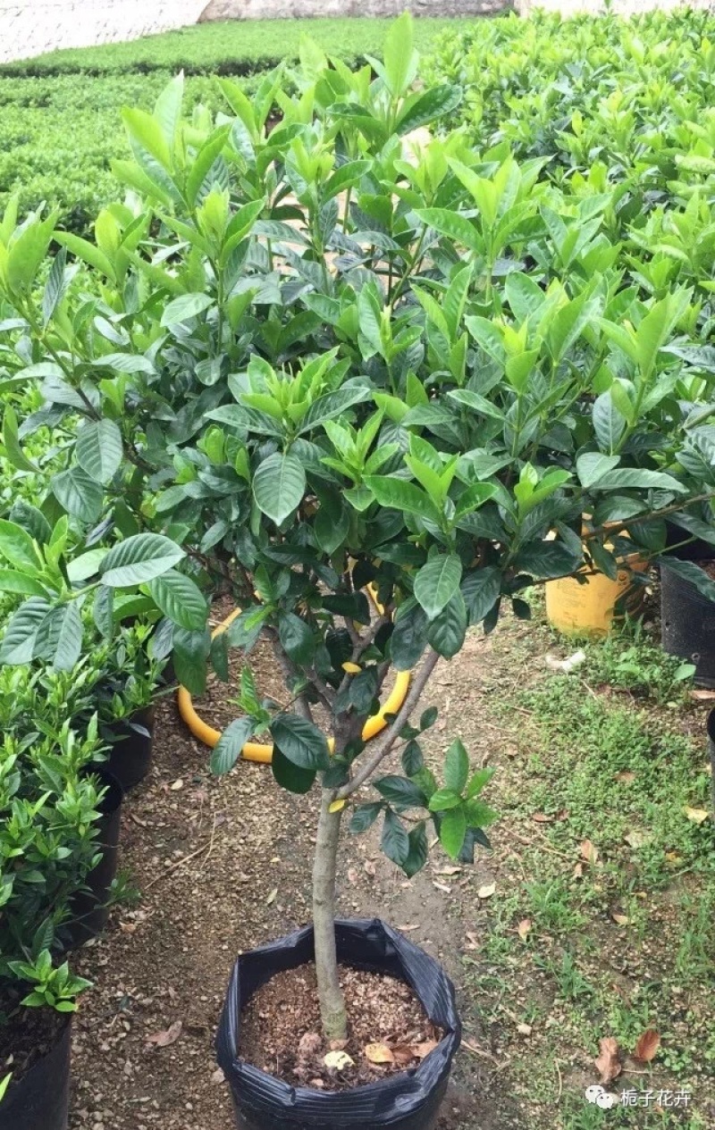 栀子花盆栽，大量的来欢迎咨询大中小全有