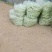 平度市崔家集镇芸豆大量上市中，需要的老板联系