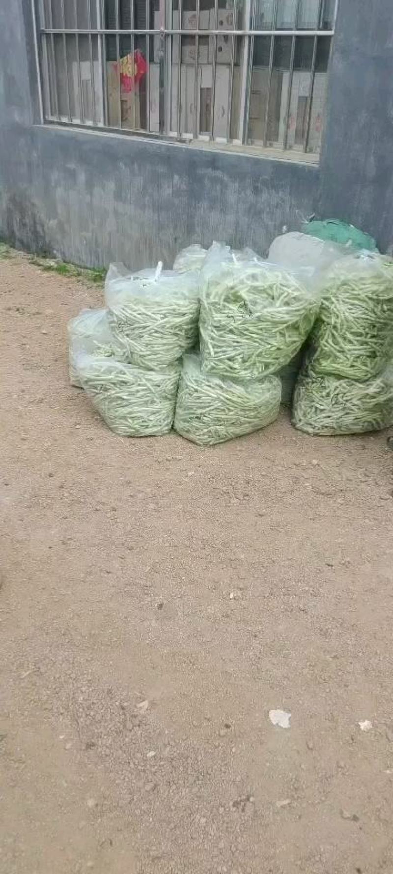平度市崔家集镇芸豆大量上市中，需要的老板联系