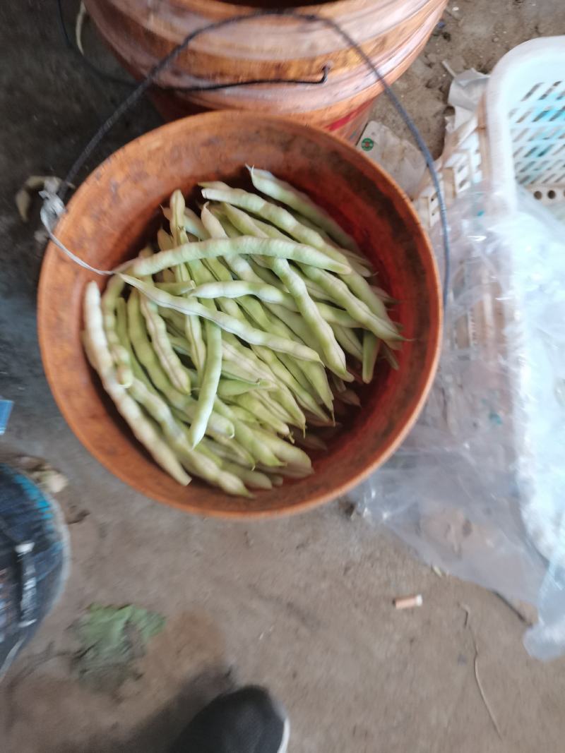 平度市崔家集镇芸豆大量上市中，需要的老板联系