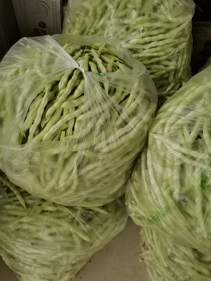 平度市崔家集镇芸豆大量上市中，需要的老板联系