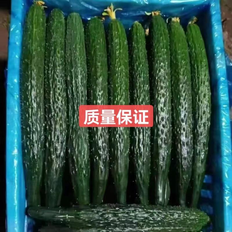 【热销】河南商丘，密刺黄瓜，一件代发，诚信合作。