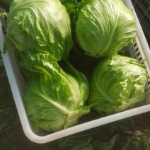 青岛平度市崔家集甘蓝