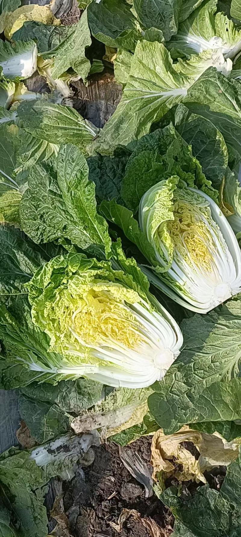 白菜，黄心白菜好多大白菜有需要的老板联系我品种思锦