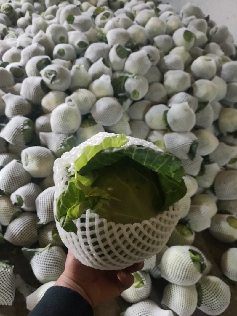 湖北大白菜