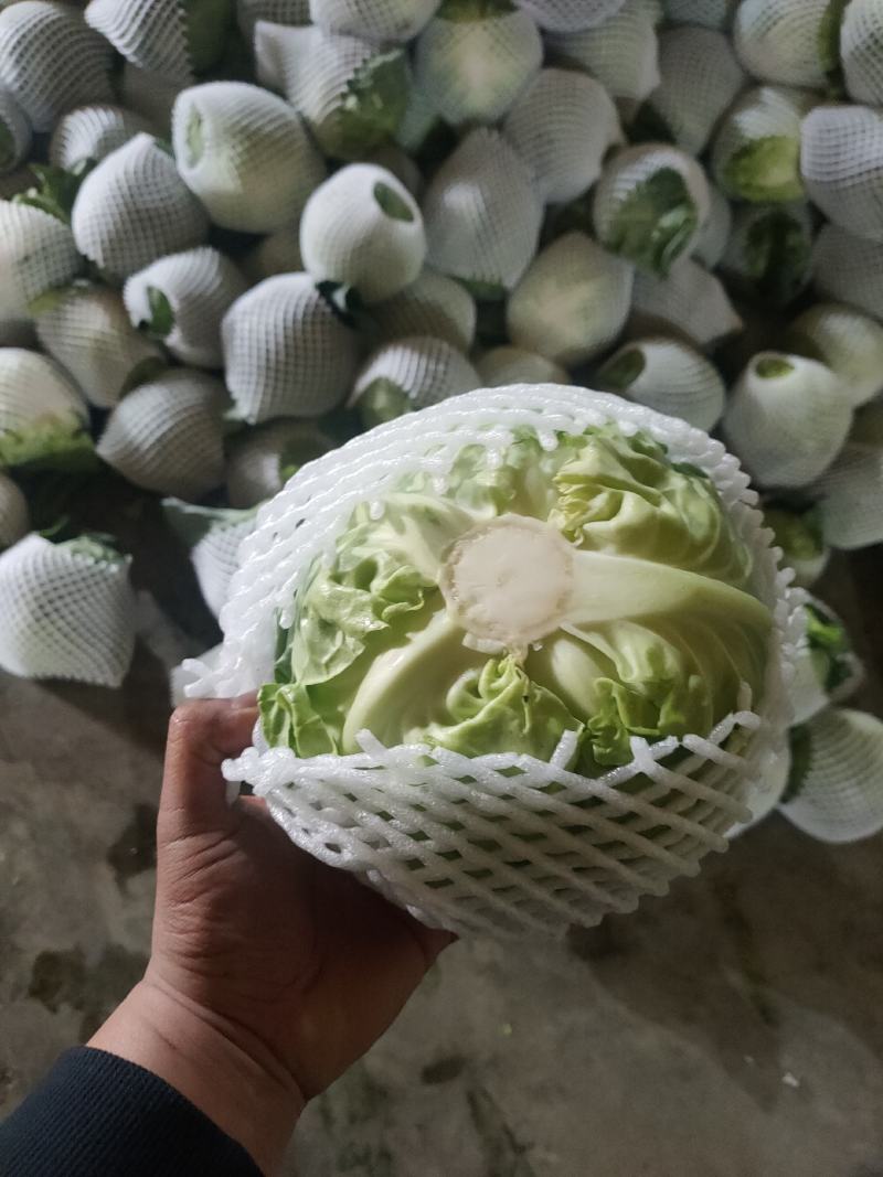 湖北大白菜