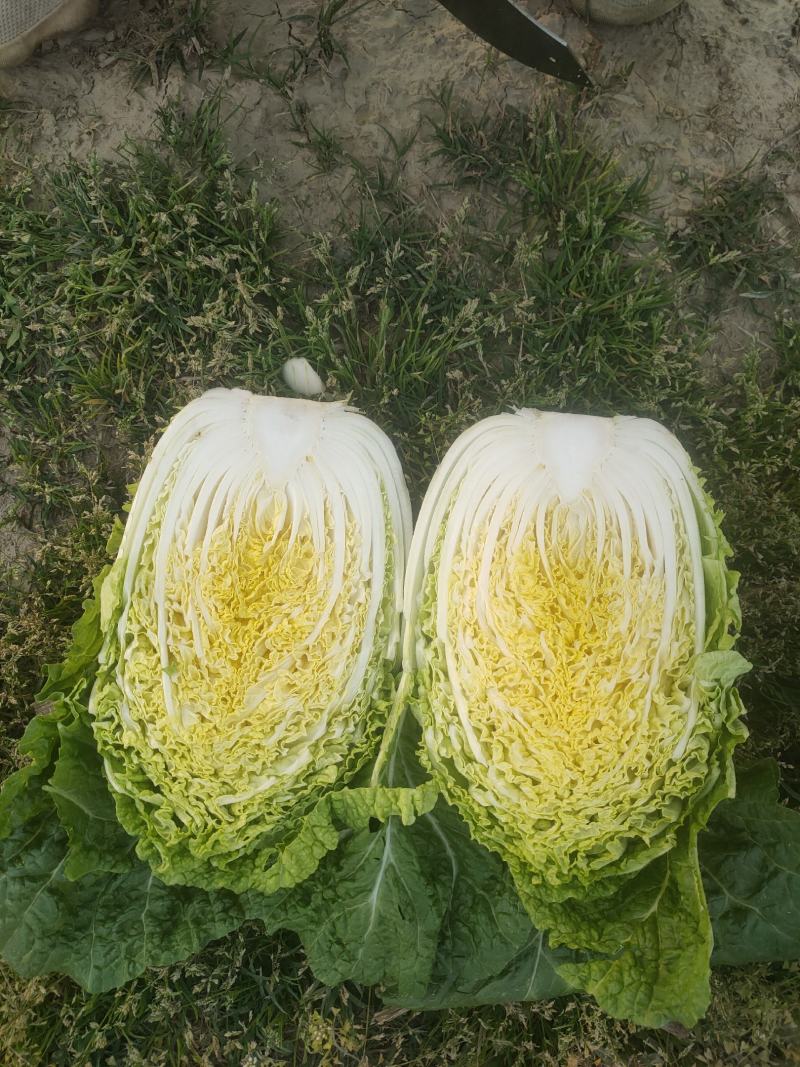 湖北大白菜