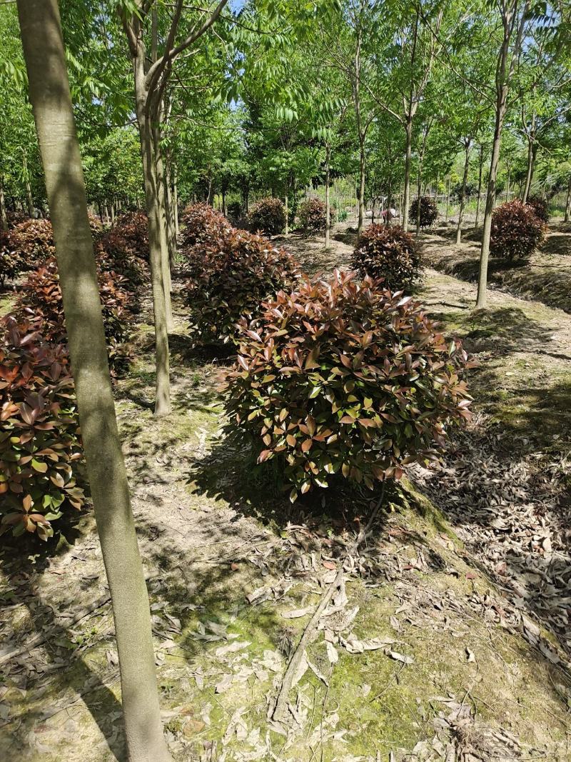 红叶石楠球