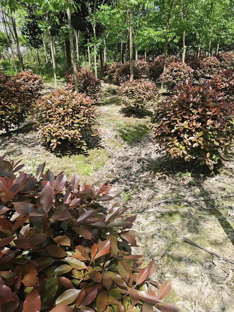 红叶石楠球