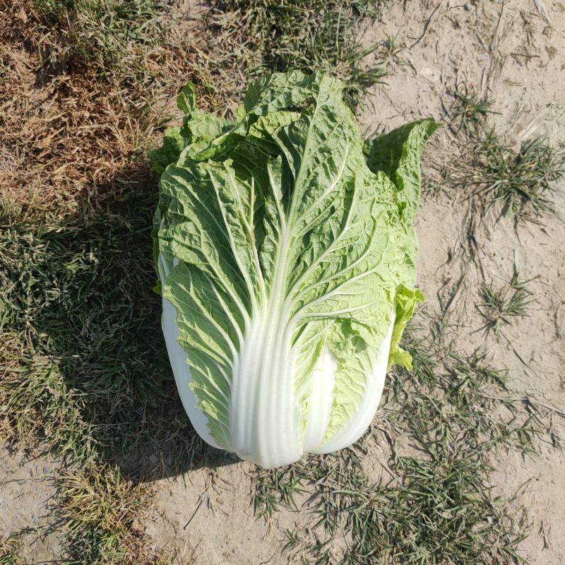 湖北大白菜