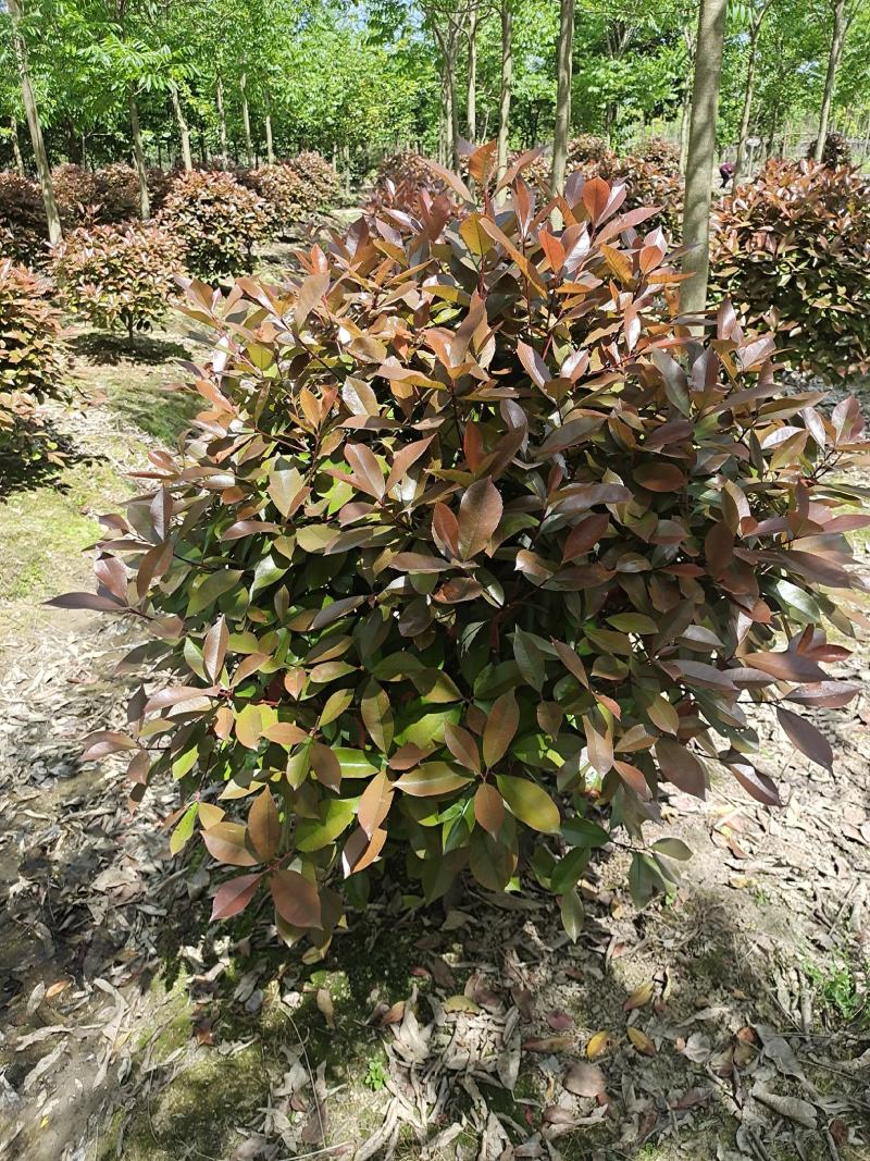 红叶石楠球