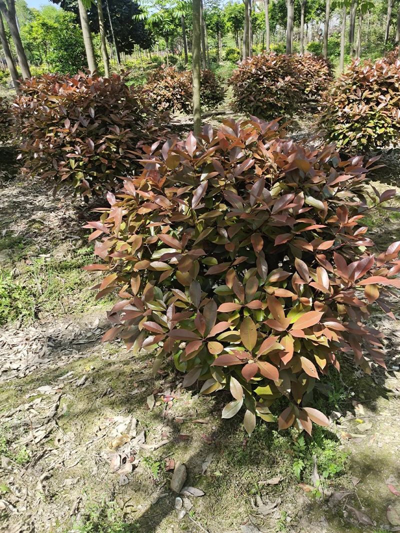 红叶石楠球