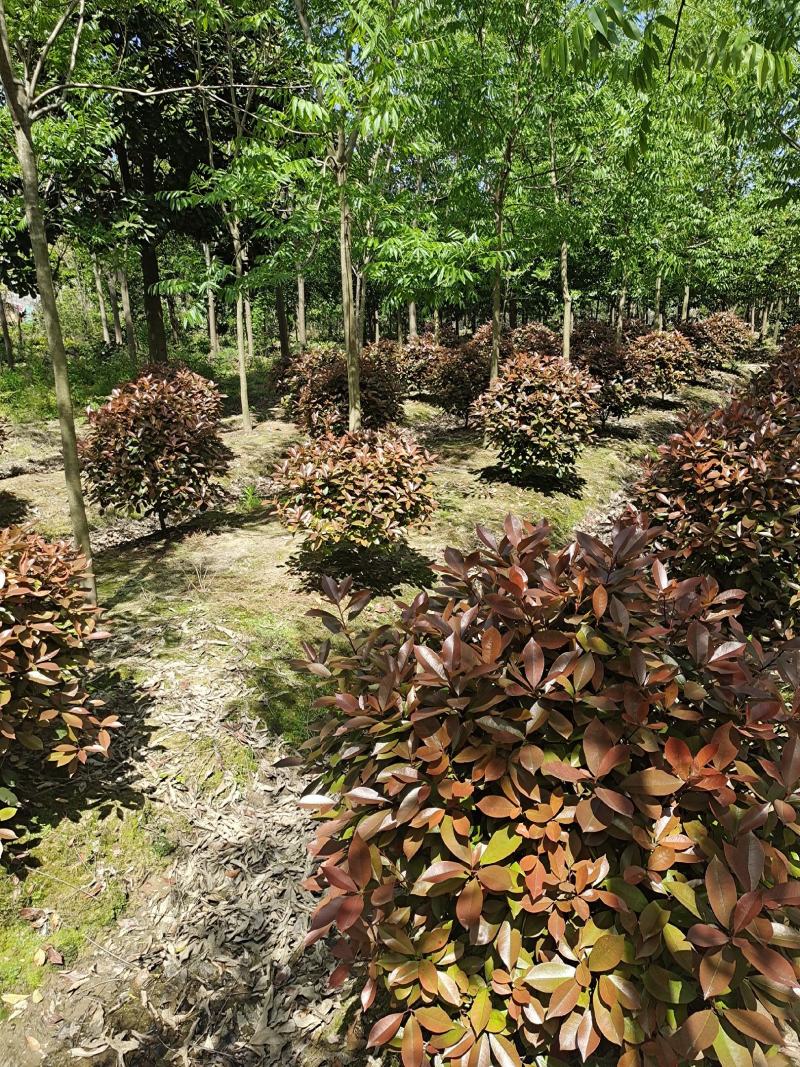 红叶石楠球