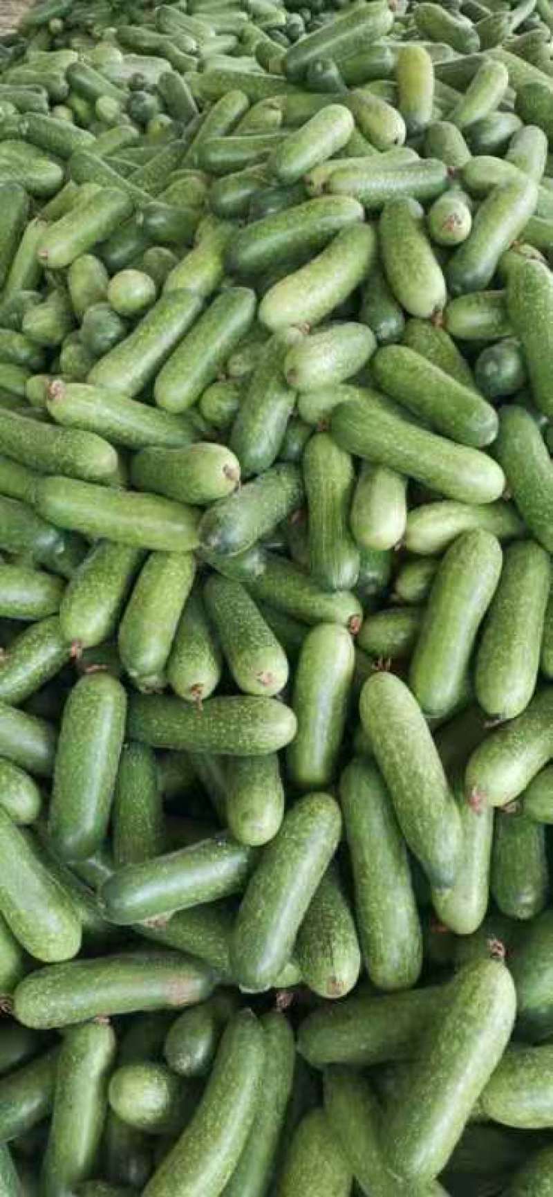 毛节瓜1斤至1.5斤，1.5斤至2.5斤的精品货价格