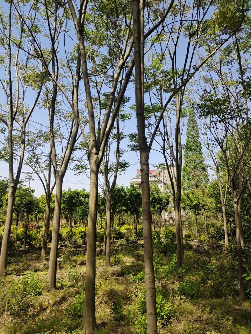 黄山栾树