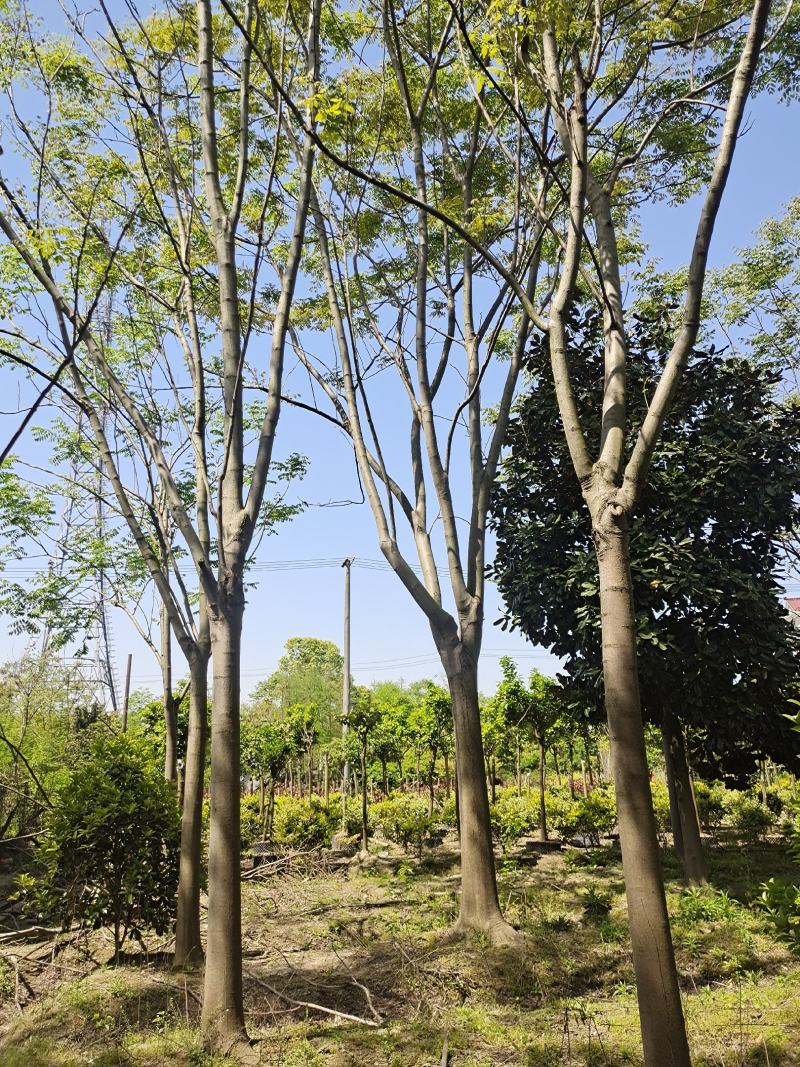 黄山栾树