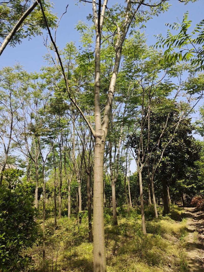 黄山栾树