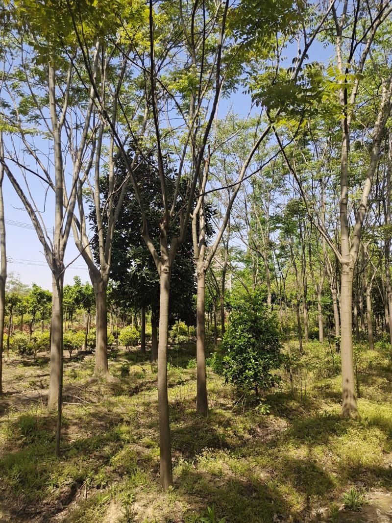 黄山栾树