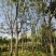 黄山栾树
