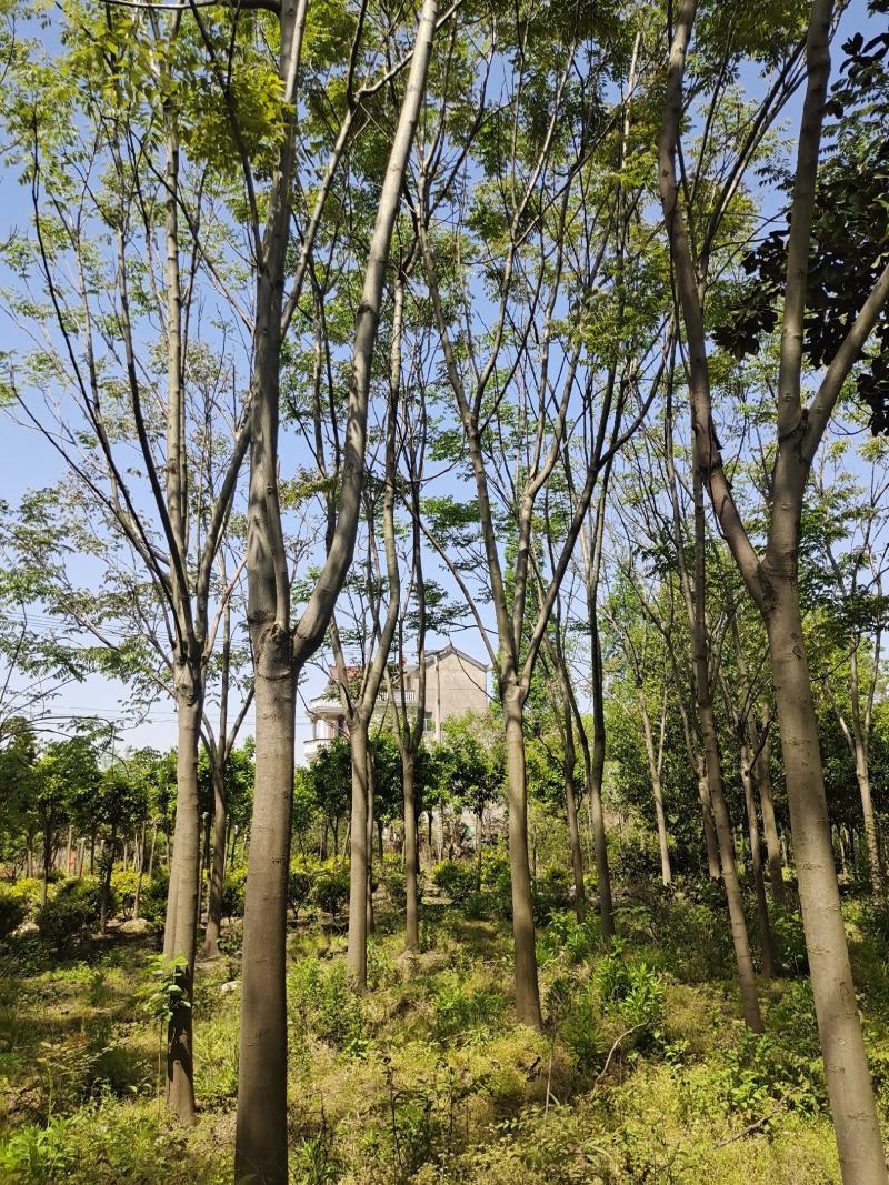 黄山栾树