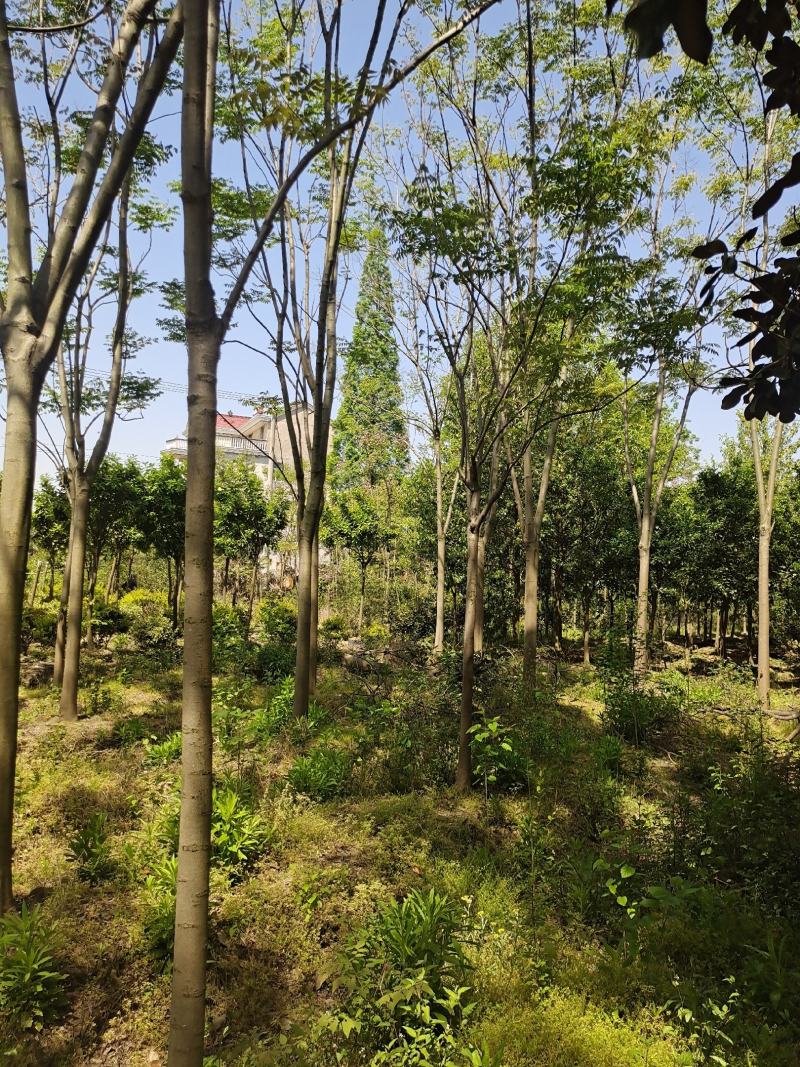 黄山栾树