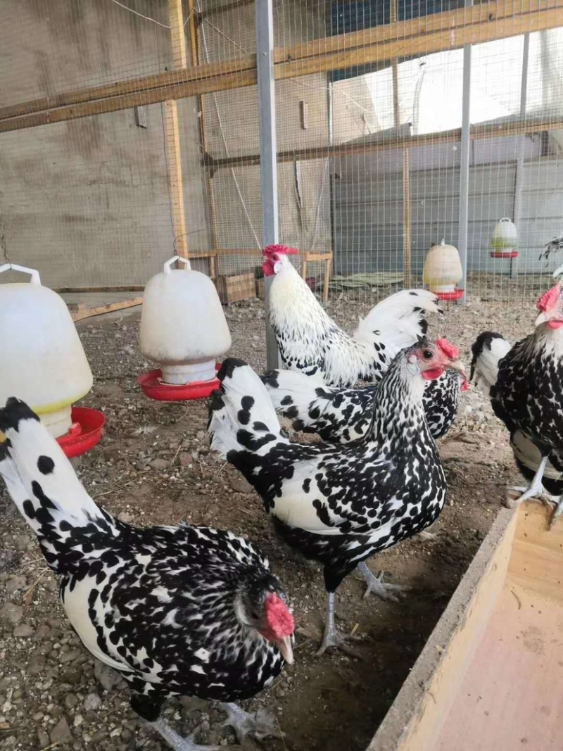 观赏鸡包邮到家农家自养诚信经营货源充足