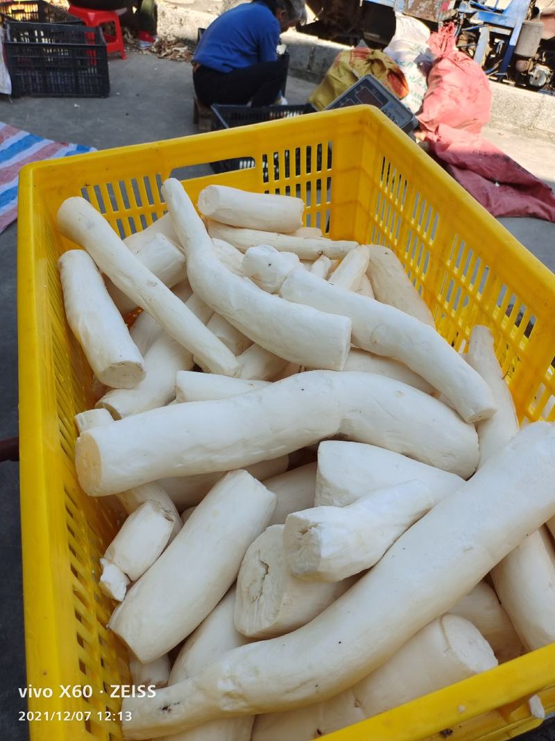 水晶木薯