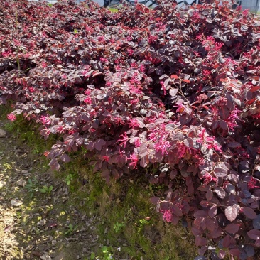 红花继木地栽