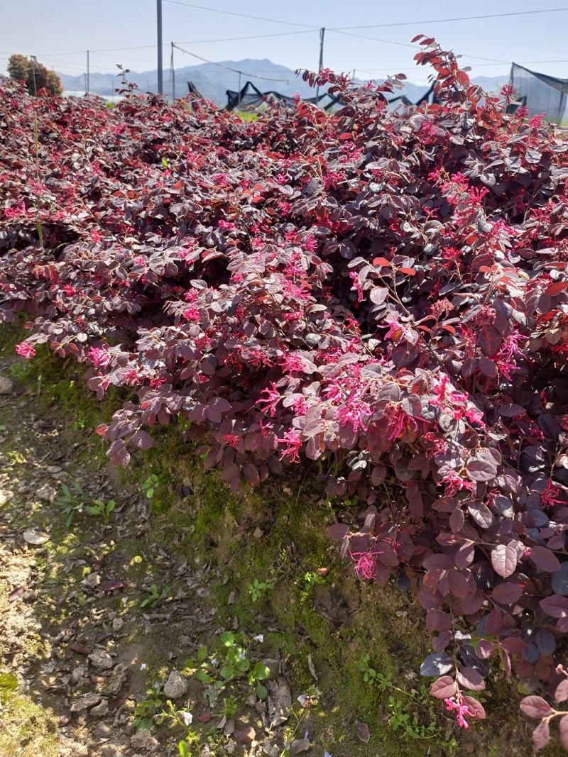 红花继木地栽