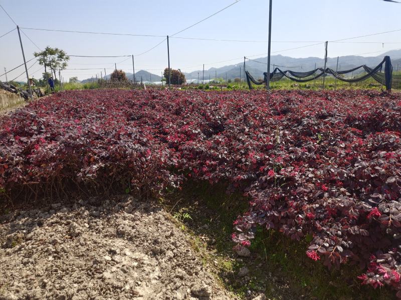 红花继木地栽