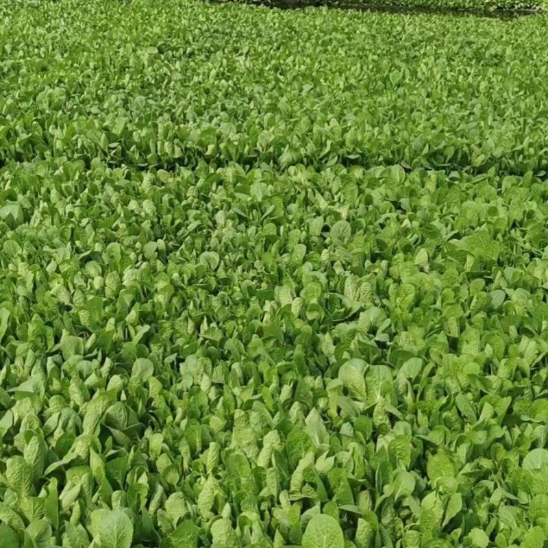 白菜苗