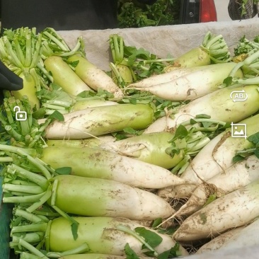 精品白萝卜大量上市