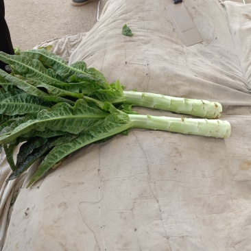 红叶莴苣大量现货