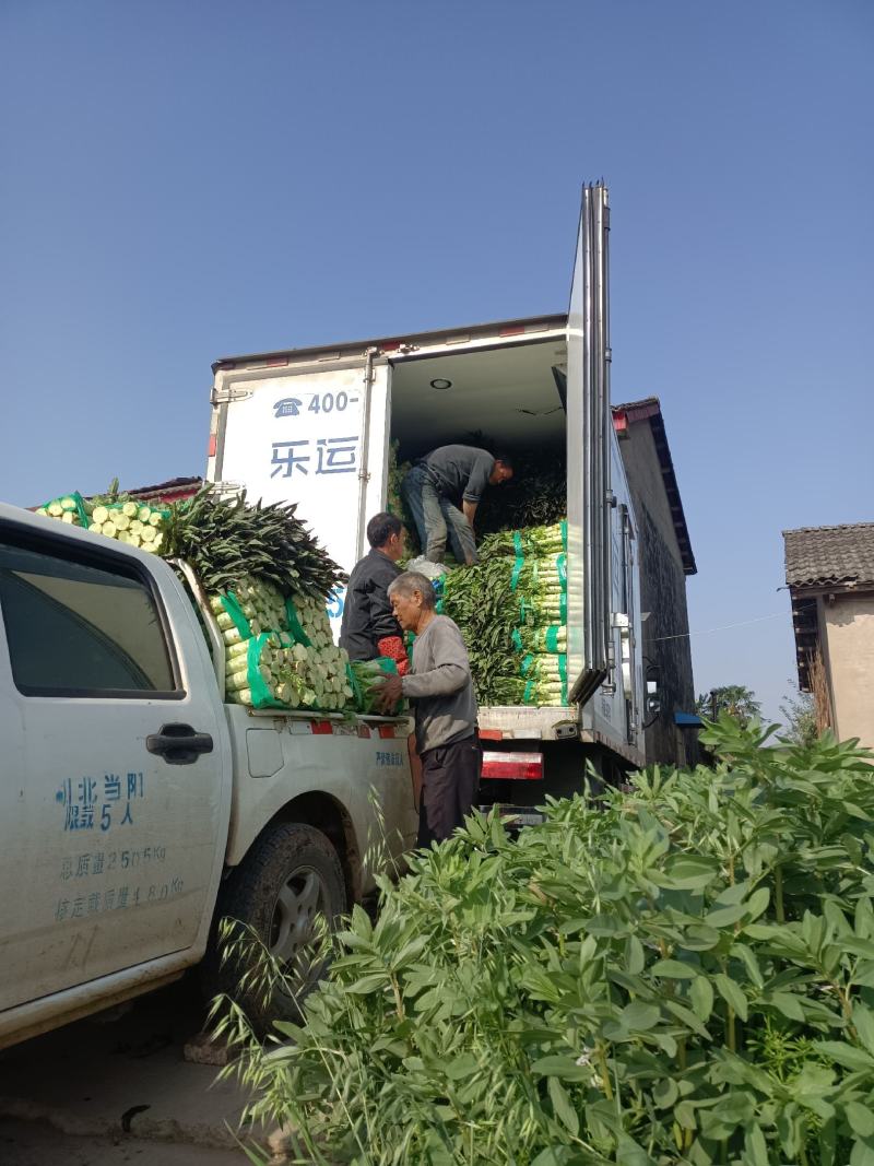红叶莴苣大量现货