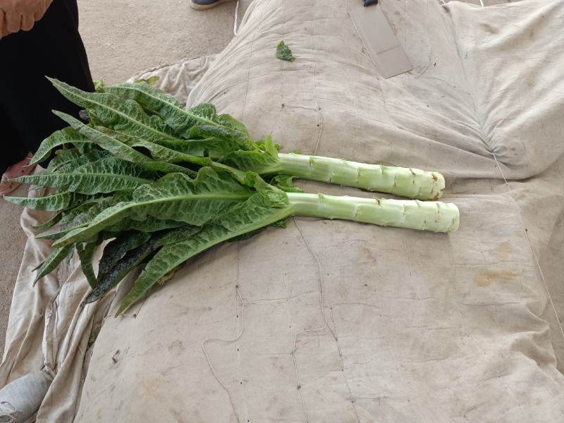 红叶莴苣大量现货