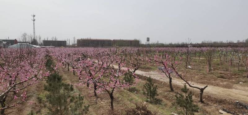 出租新建的气调库（六百吨）地理位置优越交通方便