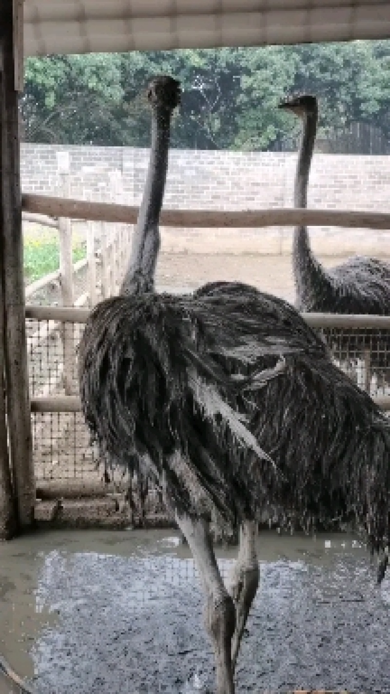 商品大鸵鸟出售，公母都有，可留种。健康活泼，放心运输。