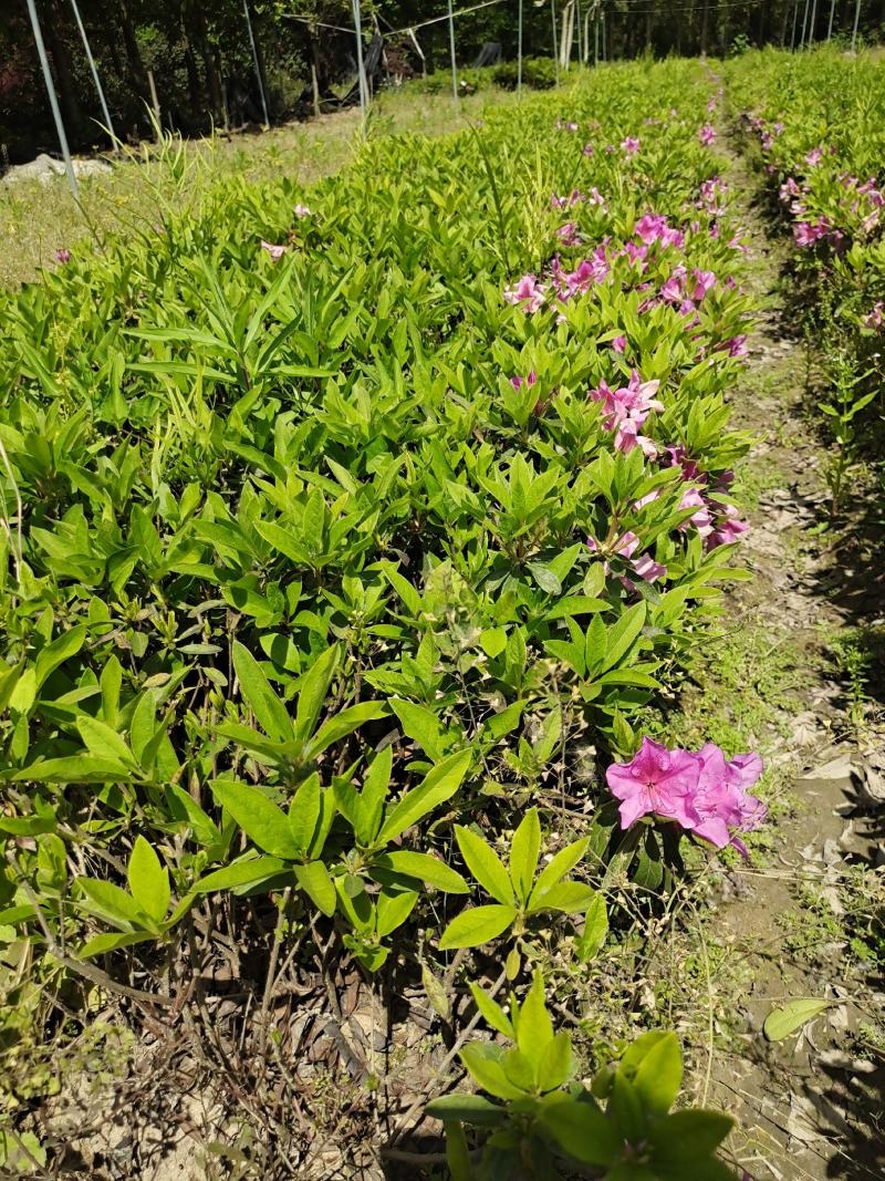 毛鹃地栽