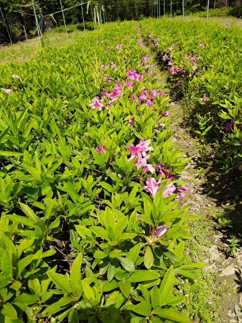 毛鹃地栽