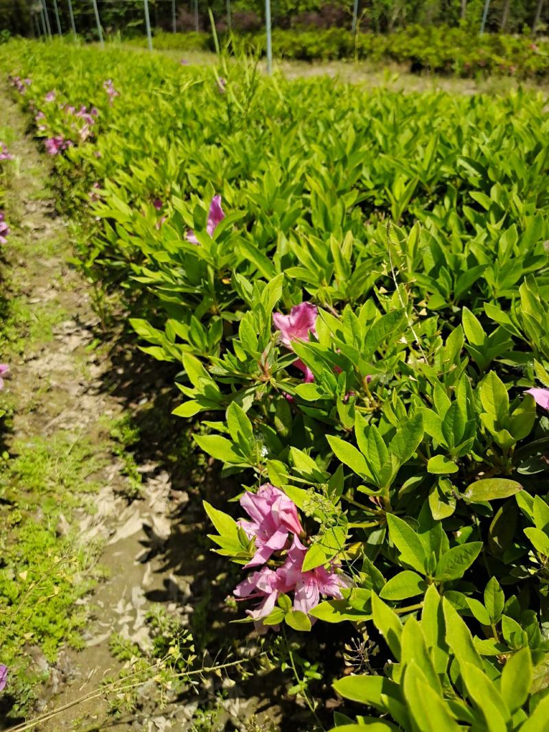毛鹃地栽