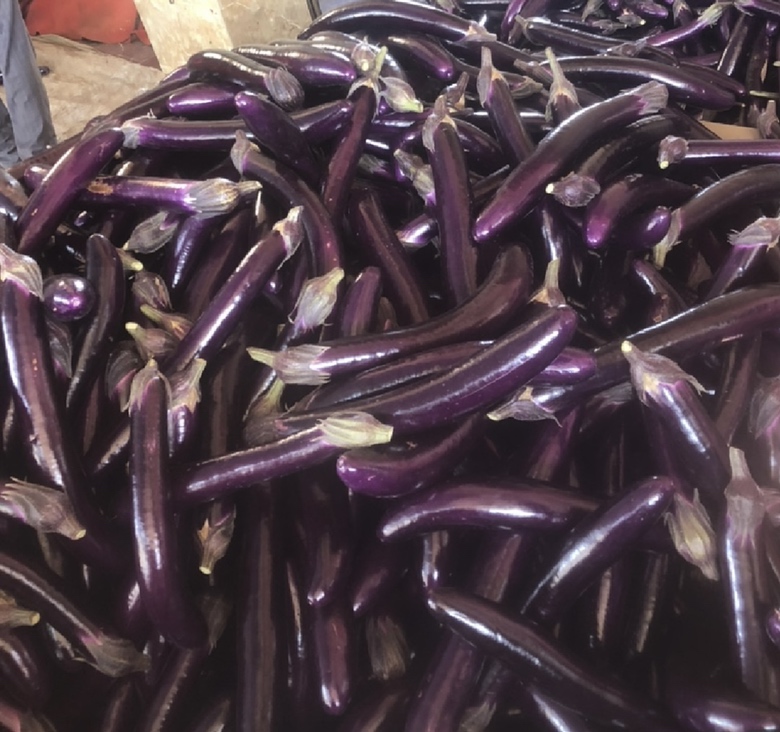 黑长茄与紫长茄外观对比