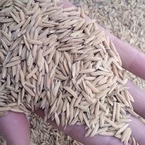 牛头山农田优质丝苗晚稻
