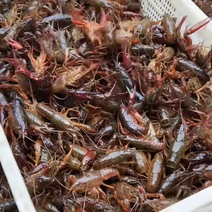 云南高水质小龙虾，质量好，肉质细嫩价格便宜