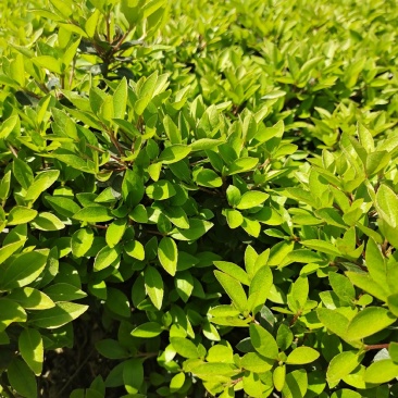 夏鹃地栽