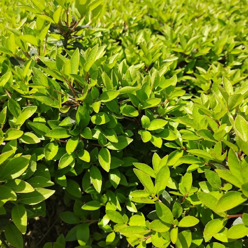 夏鹃地栽