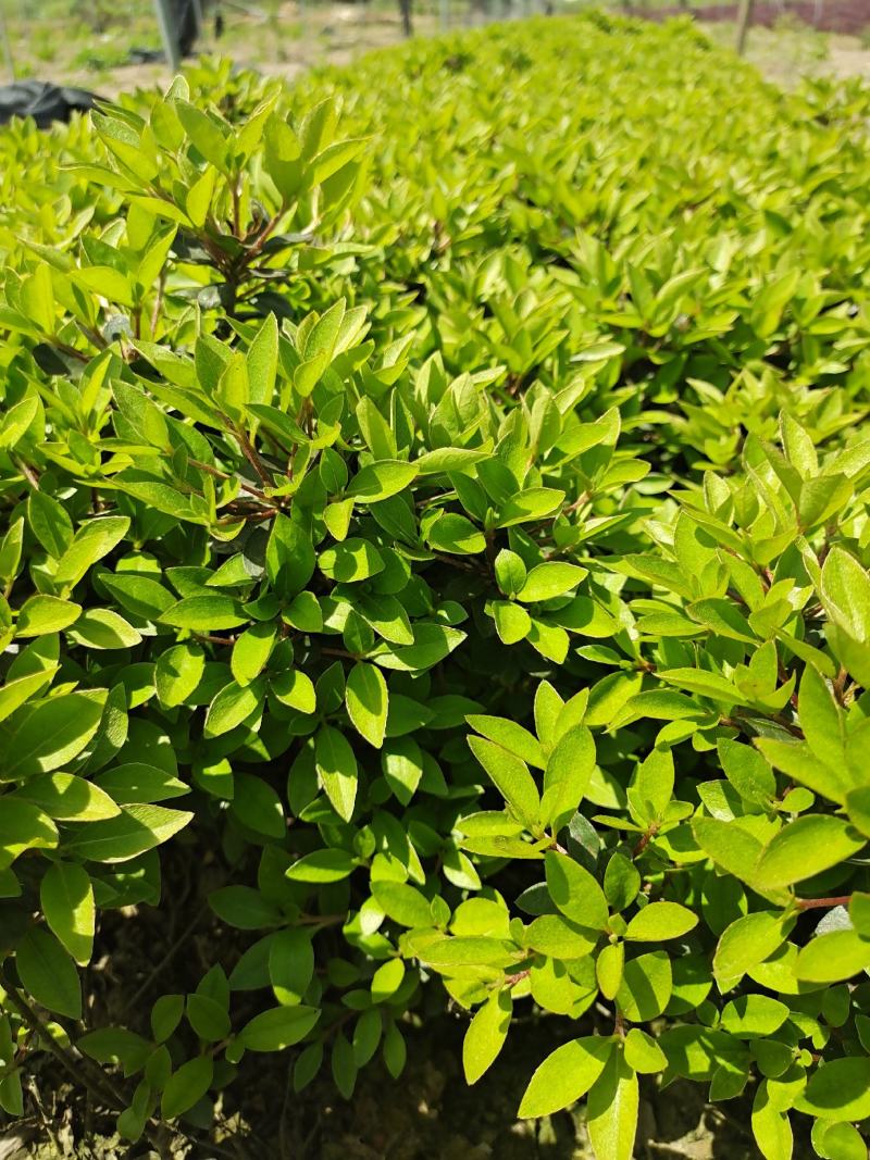 夏鹃地栽