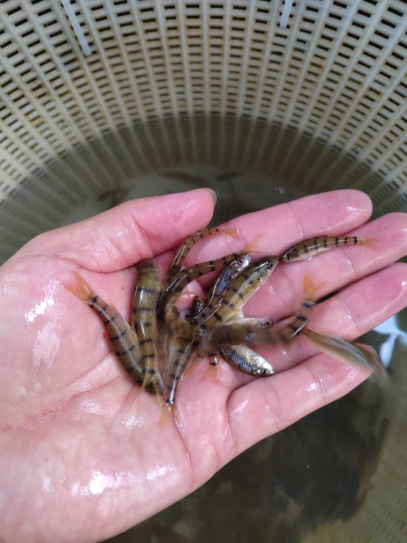 溪水石斑鱼苗光唇鱼苗冷水鱼苗场供应市场价格高